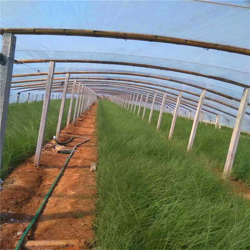 细叶芒杯苗批发 采购基地细叶芒小苗 山东草花基地