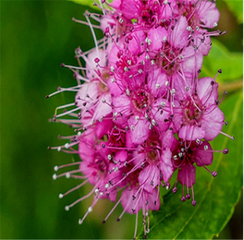 园林绿化苗绣线菊 绣线菊批发 基地直售 青州花卉批发