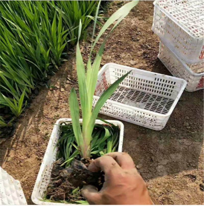 青州鸢尾价格 应季苗木 水生鸢尾 鸢尾价格