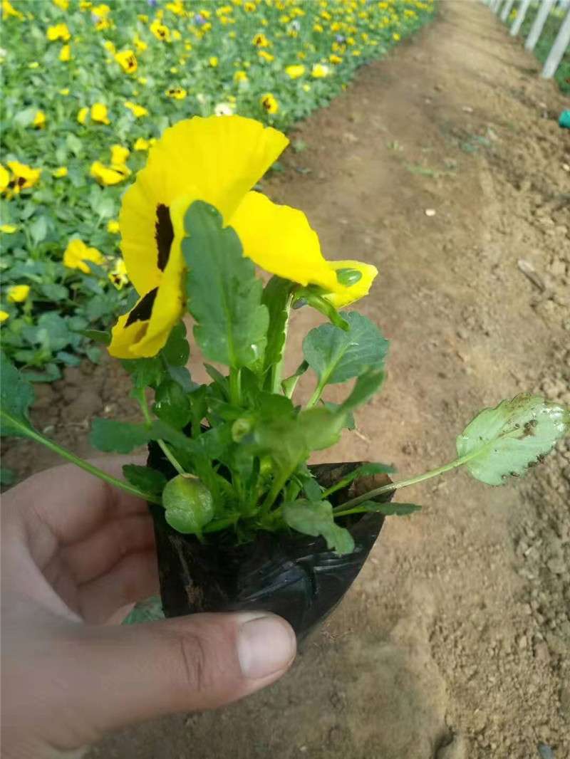 天卓花卉 青州草花基地 供应大量三色堇 三色堇营养杯