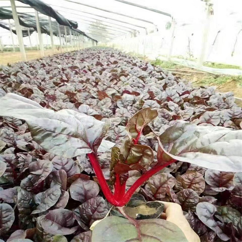 供应红叶菠菜 青州红叶菠菜基地 天卓红叶菠菜优惠