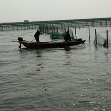 水产海鲜   厂家直销  大团购