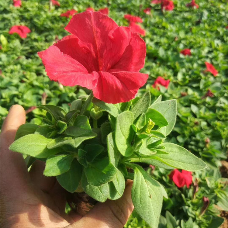 山东矮牵牛批发 矮牵牛小苗价格