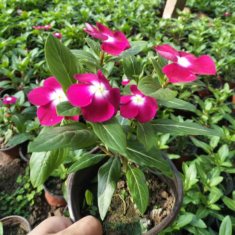 青州长春花花苗批发 节假日组摆草花