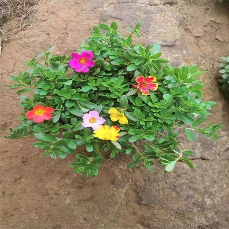 太阳花批发 太阳花基地直销