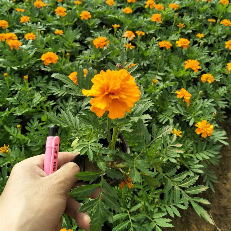 孔雀草 橙色孔雀草 黄色孔雀草