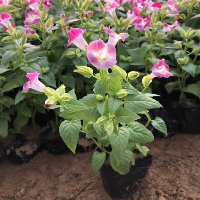 夏堇 夏堇花苗批发 山东青州夏堇种植基地