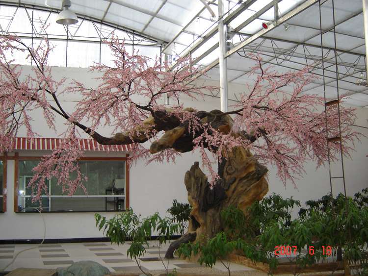 樱花仿真树  仿真榕树  仿真植物  春意盎然