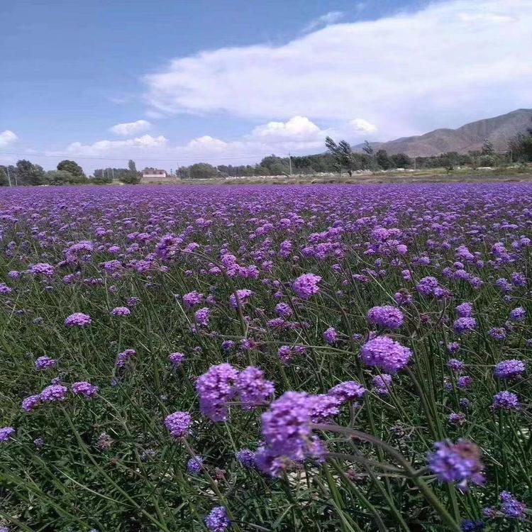 青州草花 柳叶马鞭草花海用苗 天卓花卉批发马鞭草