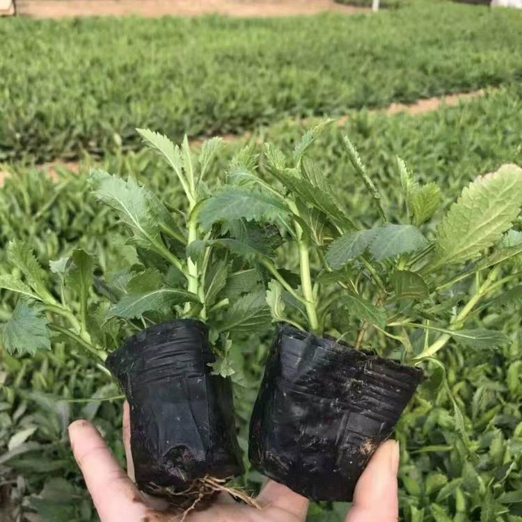 柳叶马鞭草 基地批发马鞭草杯苗 山东草花供应
