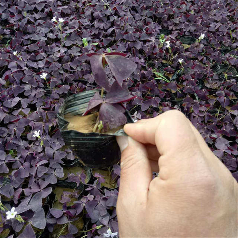 天卓花卉 青州草花批发 醡浆草 工程绿化醡浆草