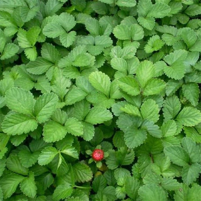 蛇莓 蛇莓种植基地 青州天卓批发多年生蛇莓