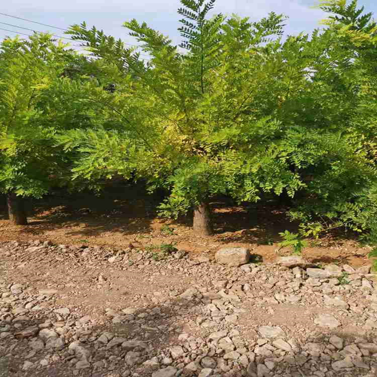 矮杆金枝槐培育  矮杆金枝槐苗子批发 矮杆金枝槐树