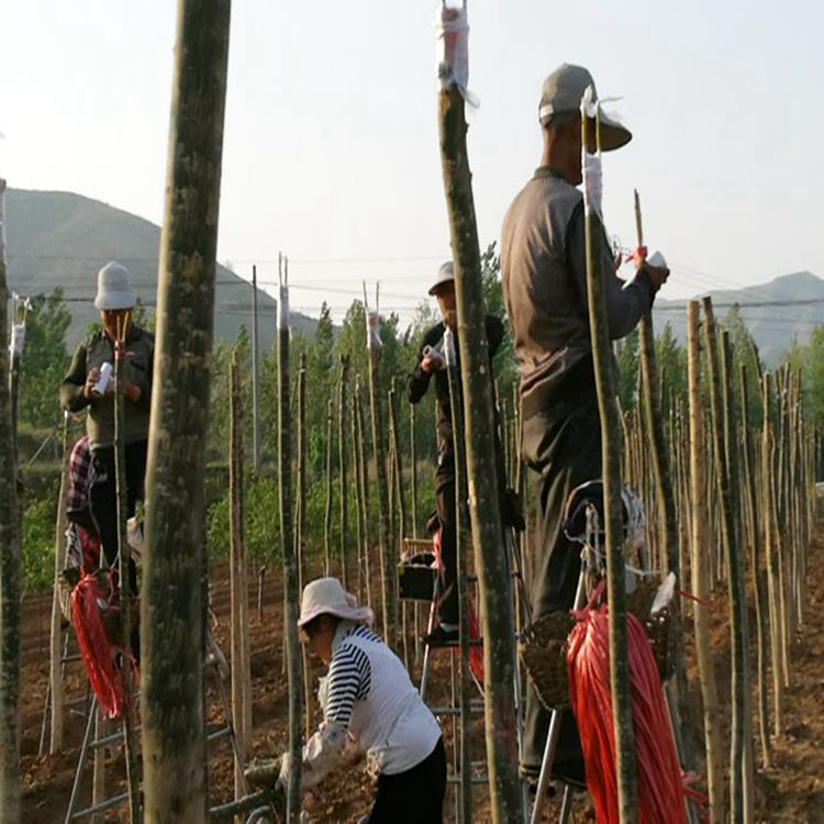 春意盎然：嫁接的黄金槐  黄金槐基地  黄金槐苗子批发
