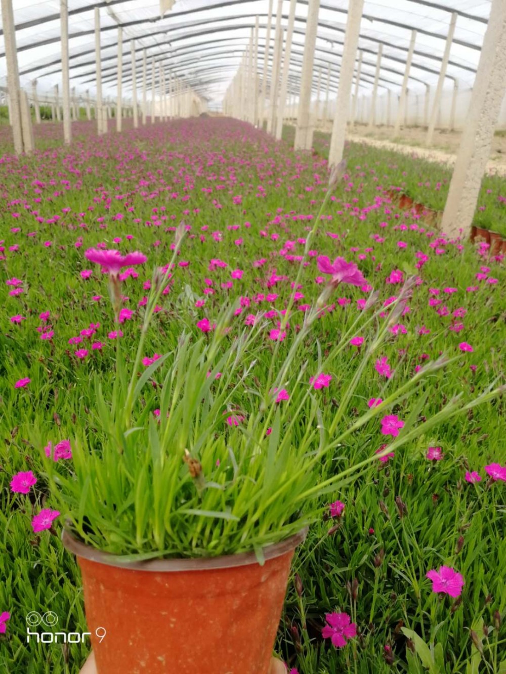 欧石竹直销  欧石竹价格   欧石竹批发基地   开花草坪