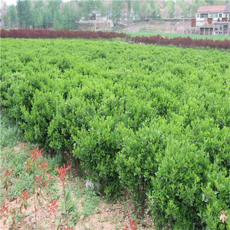 冬青种植基地  山东冬青供应商 冬青批发价格