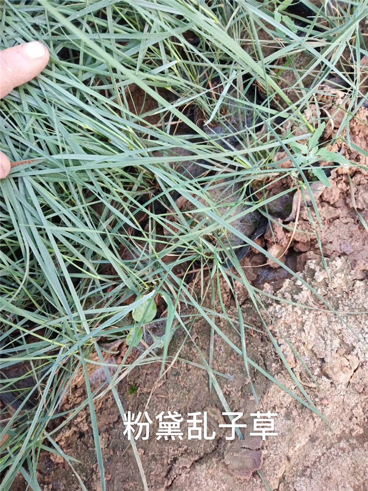 粉黛乱子草 粉黛乱子草小苗批发 粉黛乱子草价格