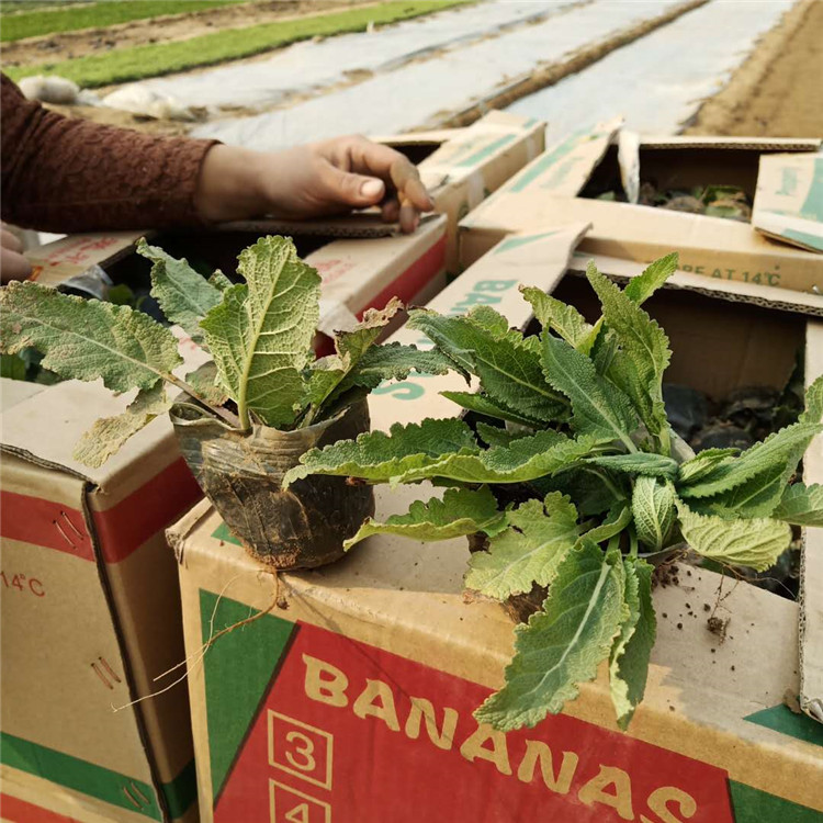宁德地被鼠尾草盆栽植物 鼠尾草基地自产自销