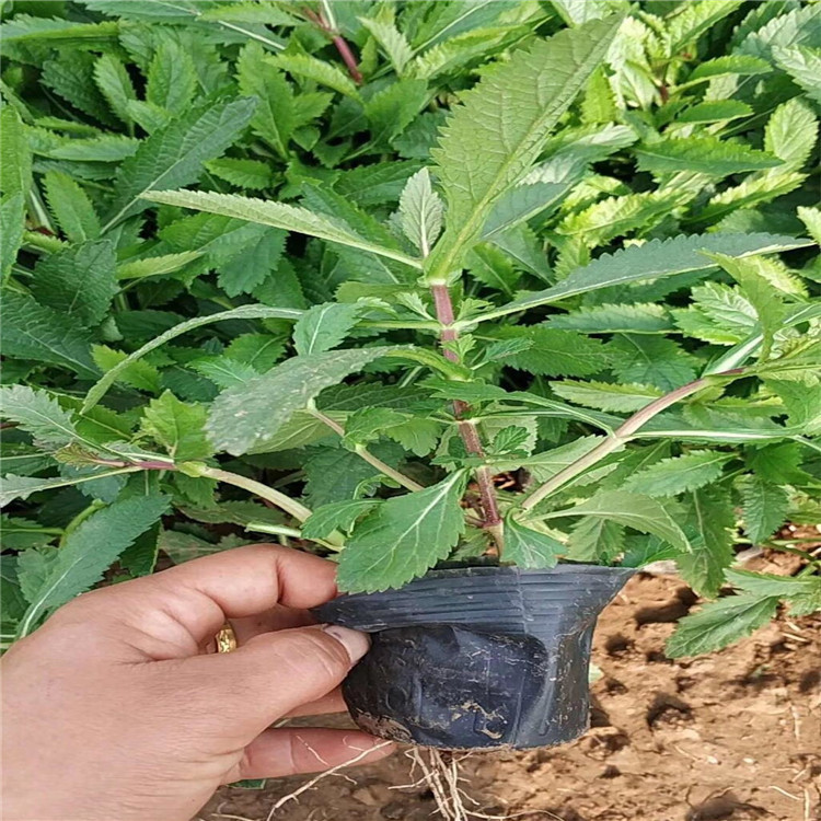 南阳马鞭草景观花卉批发商 马鞭草盆栽苗木
