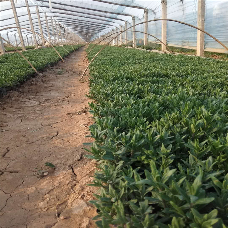 新乡薰衣草道路绿化 薰衣草批发零售-双科花卉