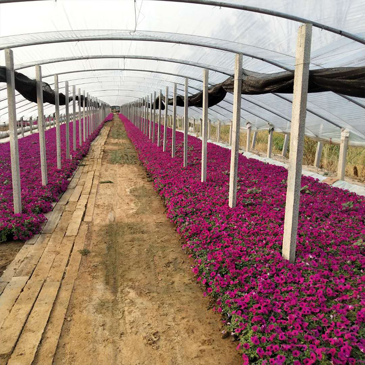 垂吊牵牛 青州一二年生草花基地批发垂吊牵牛苗