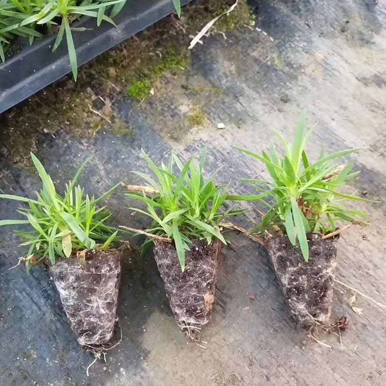 欧石竹杯苗 欧石竹批发种植