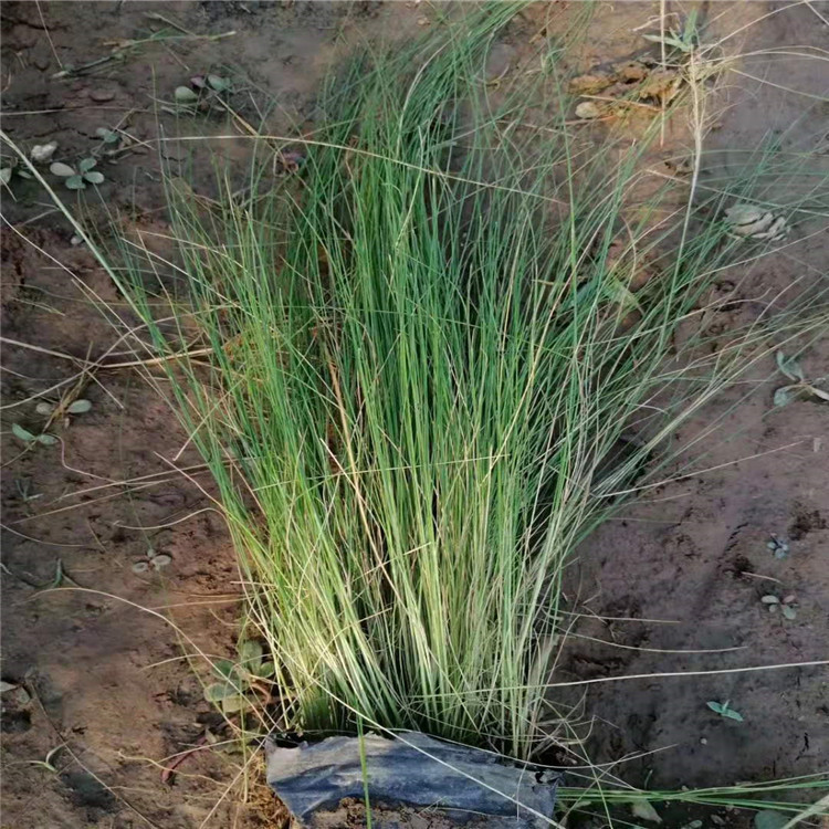 基地批发细叶针芒 细叶针芒价格
