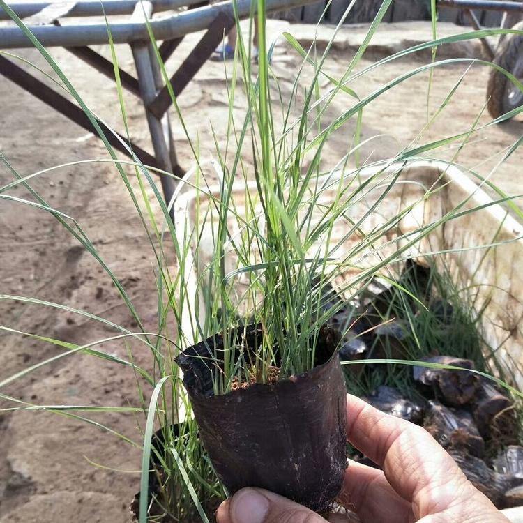 花海用粉黛乱子草   粉黛乱子草培育基地  青州昌和