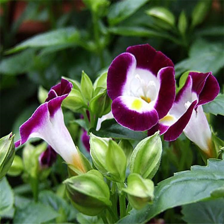 滨州夏堇大面积绿化植物 夏堇营养杯小花
