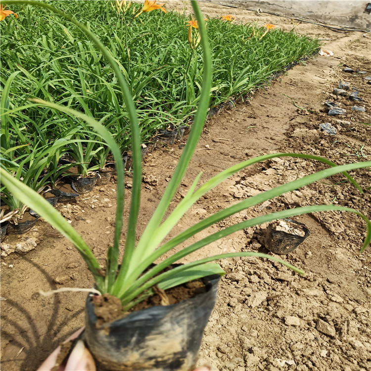 驻新乡大花萱草基地批发 大花萱草量大从优