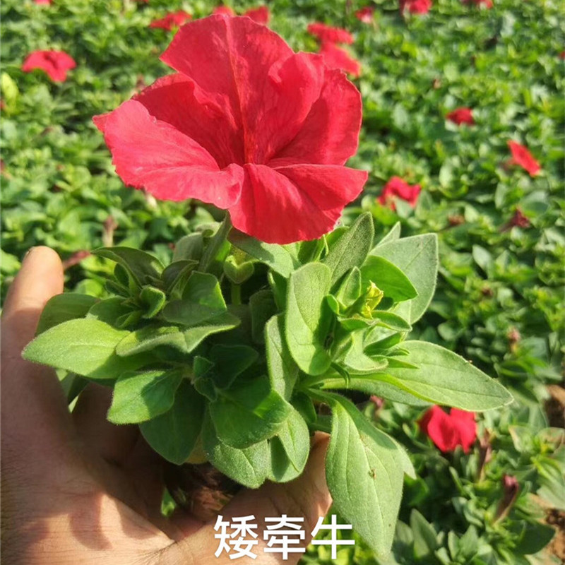 矮牵牛批发 矮牵牛价格