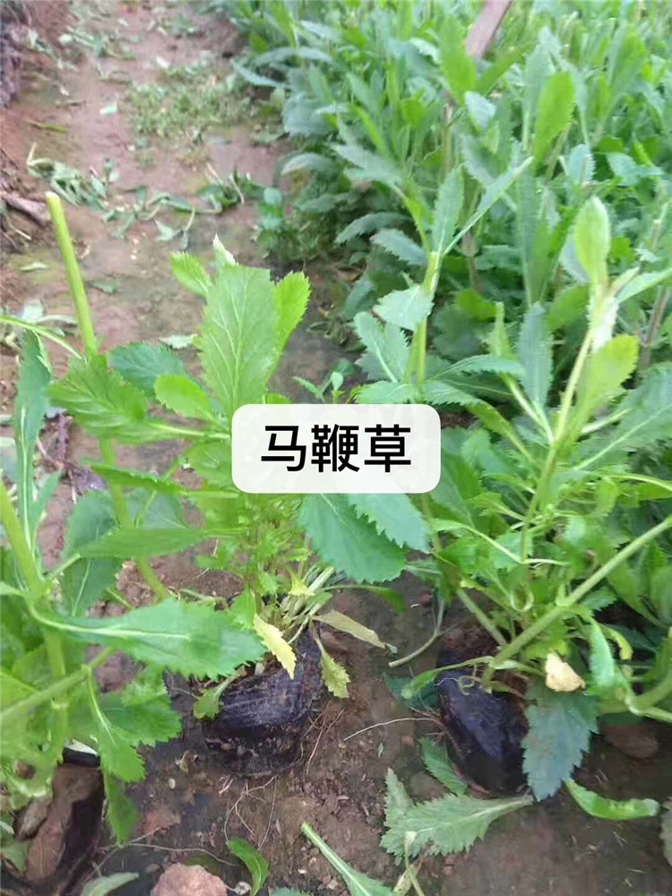 马鞭草批发价格