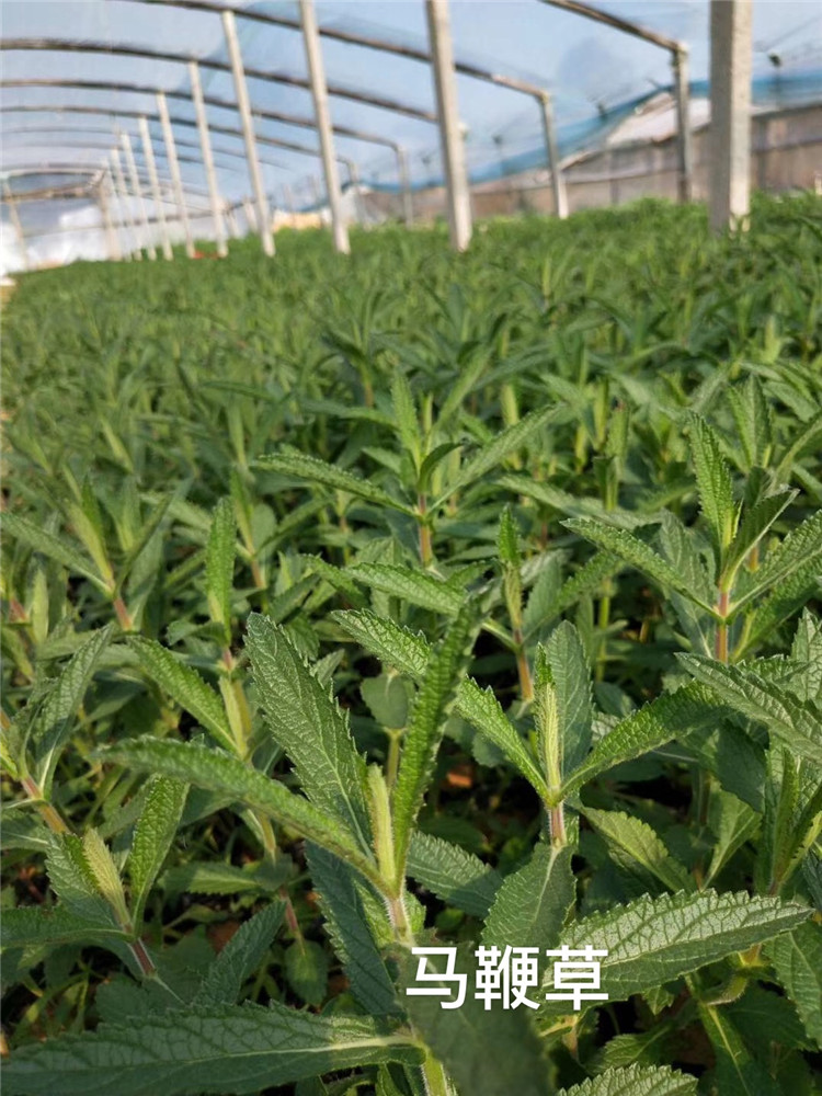 柳叶马鞭草 马鞭草价格