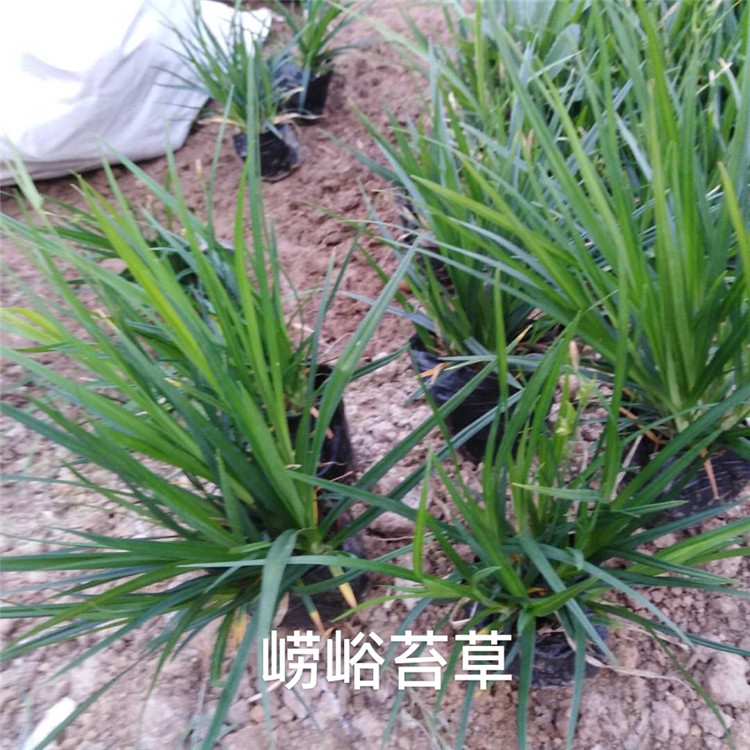 崂峪苔草 崂峪苔草批发