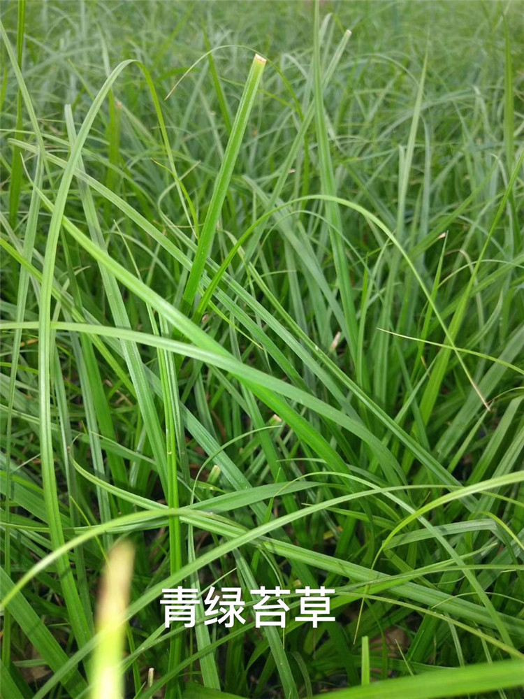 青绿苔草批发 青绿苔草价格
