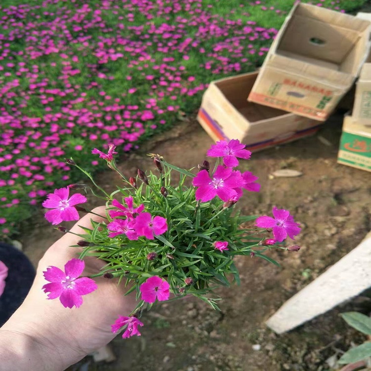 青州苗木 欧石竹种植基地 欧石竹花海供应