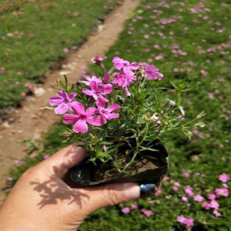 福禄考供应 福禄考花海工程