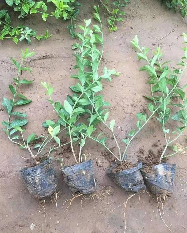 小叶扶芳藤 爬行卫矛价格