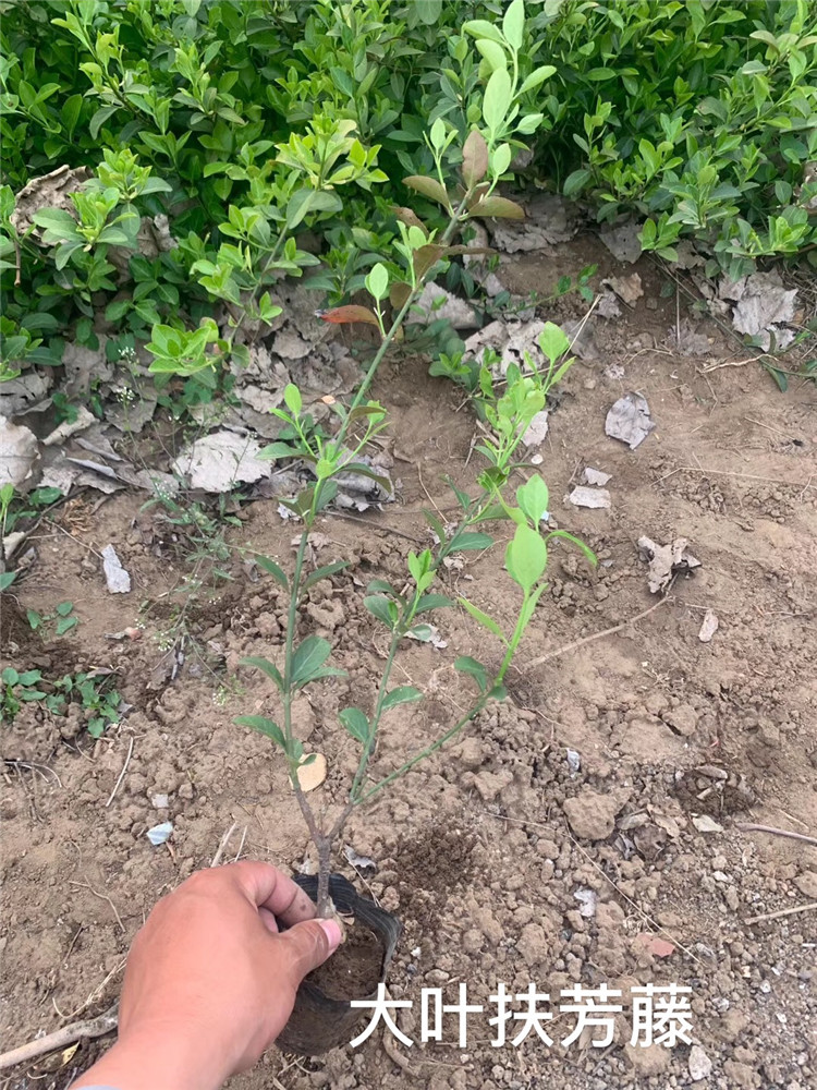 扶芳藤 大叶扶芳藤 小叶扶芳藤批发