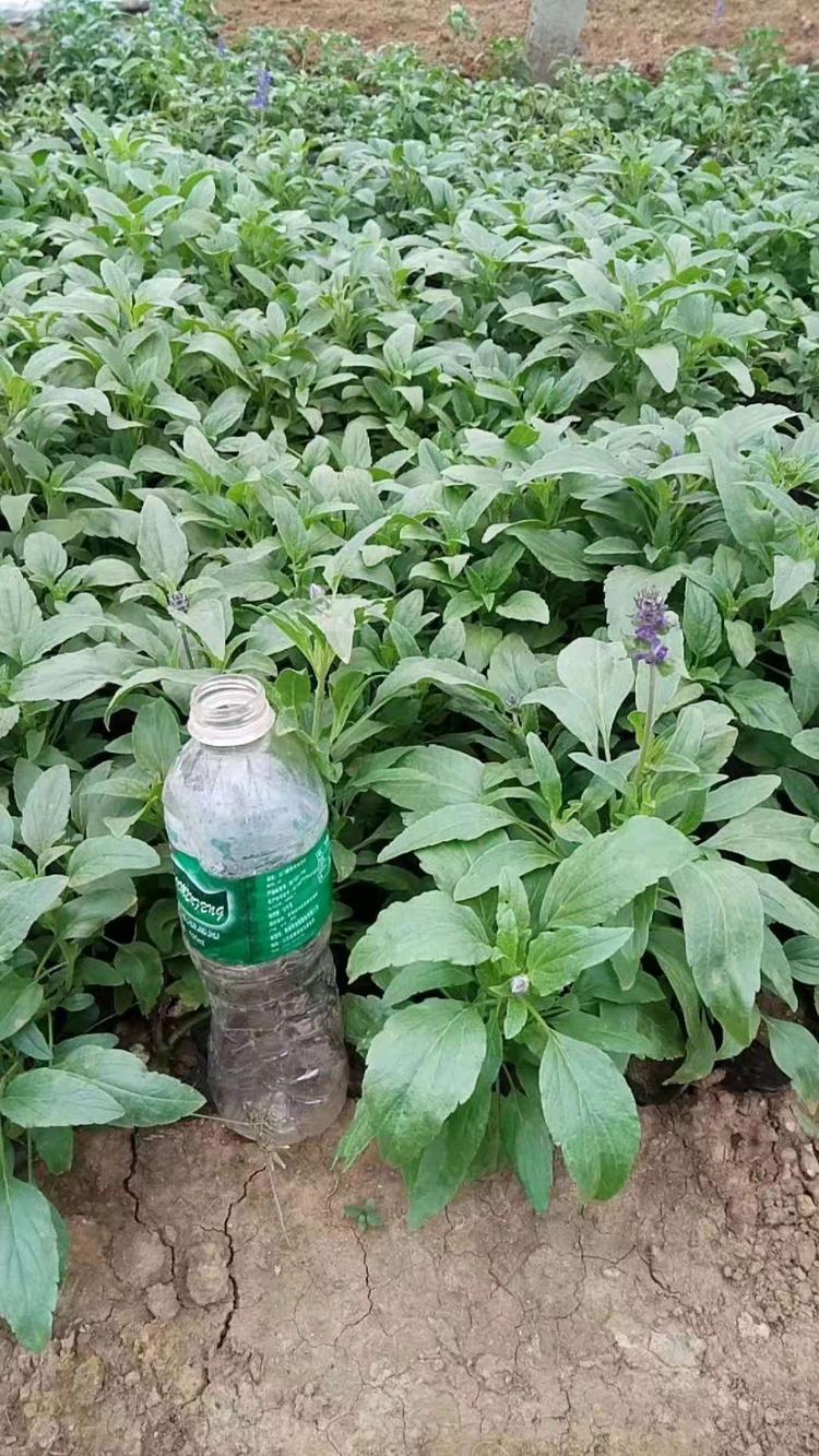 兰花鼠尾草草大量供应  兰花鼠尾草报价 华硕兰花鼠尾草种植基地