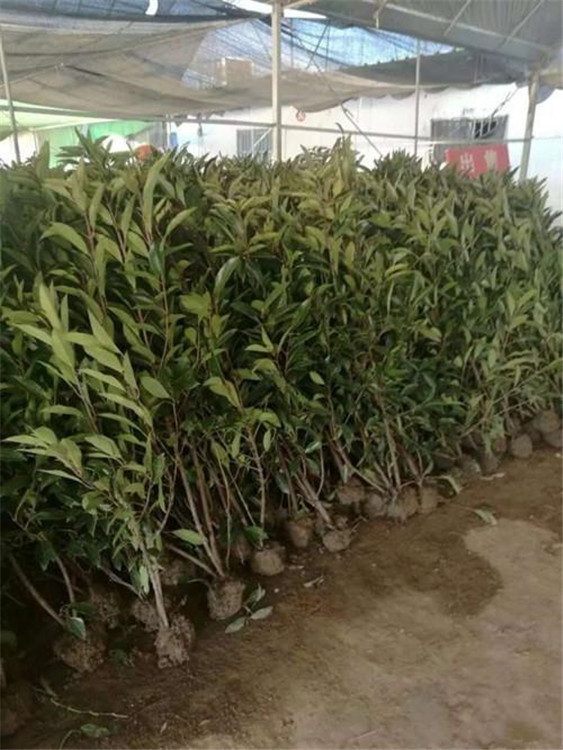 冬青大量供应  冬青报价 华硕冬青种植基地