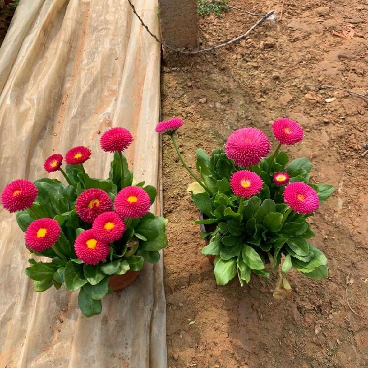 小雏菊盆栽 初春地被雏菊苗植株山东草花批发基地市场华硕花卉