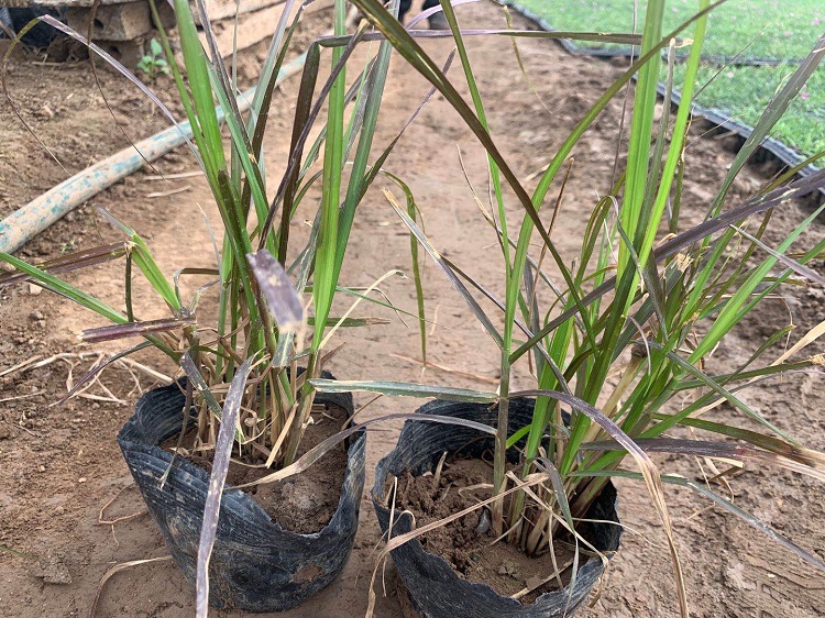 紫叶狼尾草观赏狼尾草狼尾草价格紫叶狼尾草基地