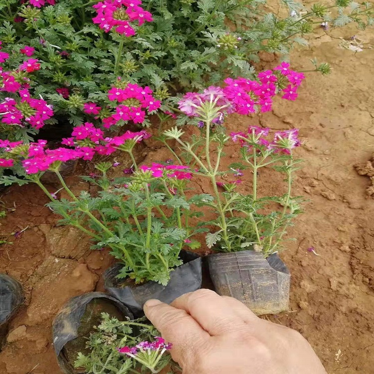 优质美女樱价格 青州美女樱基地 优质美女樱批发
