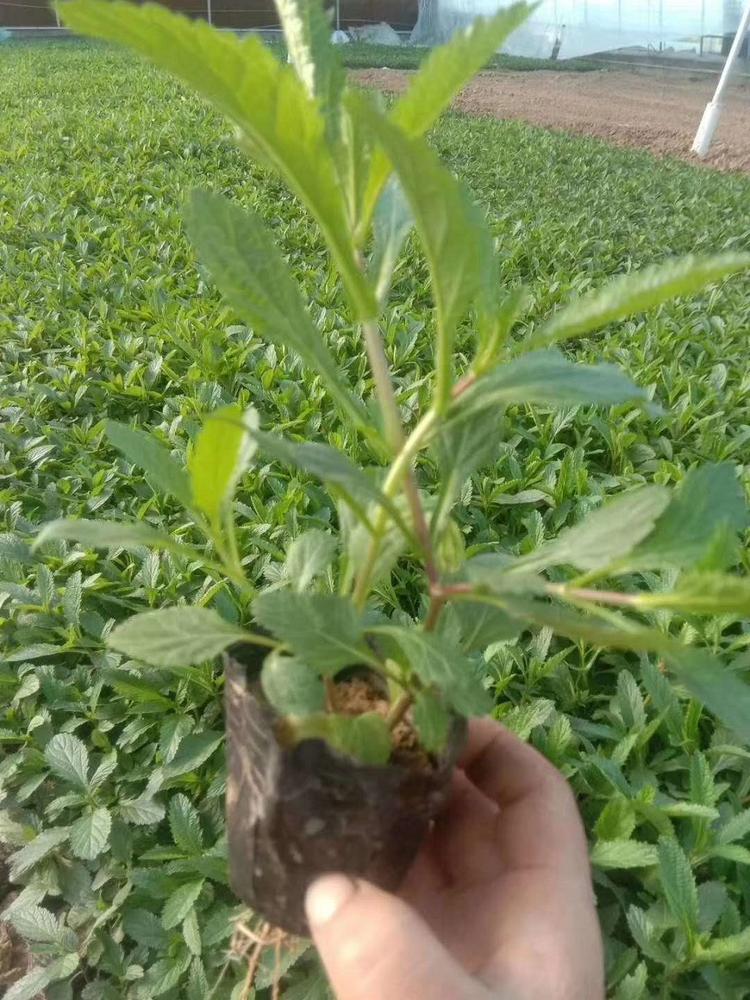马鞭草批发 马鞭草价格 马鞭草小苗  华硕苗木