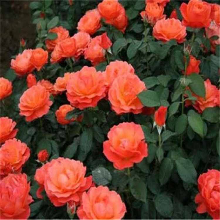 丰花月季 丰花月季批发