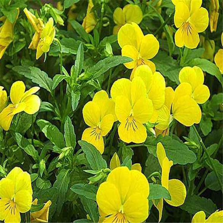 角堇苗 青州草花角堇 用于花坛周边景观 基地种植 量大从优