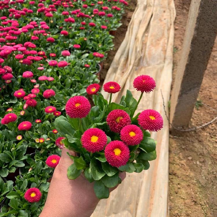 雏菊花海景观用苗 华硕苗木