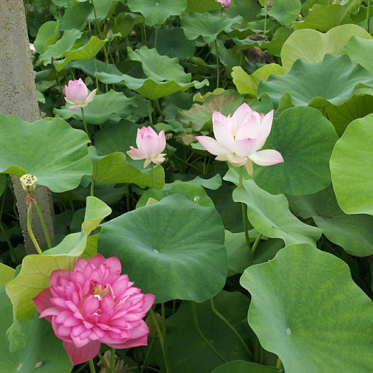 荷花批发 山东水生荷花价格 宏胜花卉供应