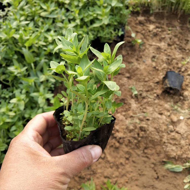 千屈菜 千屈菜种植 宏胜千屈菜批发价格